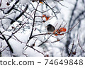 八哥在雪中啄柿子水果 74649848