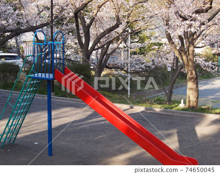 櫻花盛開在公園裡有紅色和藍色的幻燈片 74650045
