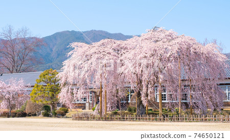 九段原學校的垂枝櫻花:長野縣飯田市 九段原學校的垂枝櫻花:長野縣飯田市 74650121