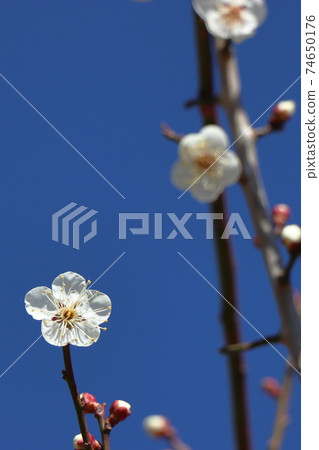 梅花 梅花 74650176