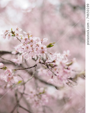 粉色垂枝櫻花 74650199