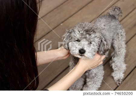 靠在女人身上的玩具貴賓犬的面部表情 74650200