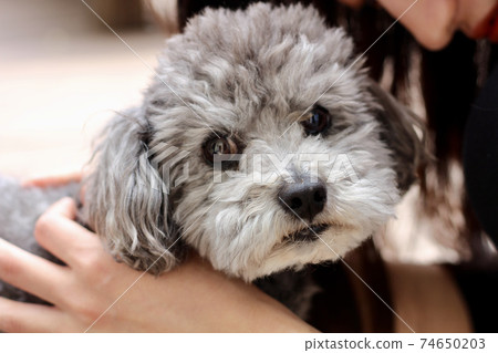 Facial expression of a toy poodle leaning against a woman 74650203