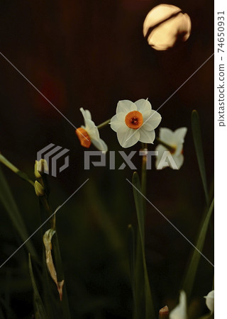 Devilish Devilish 74650931