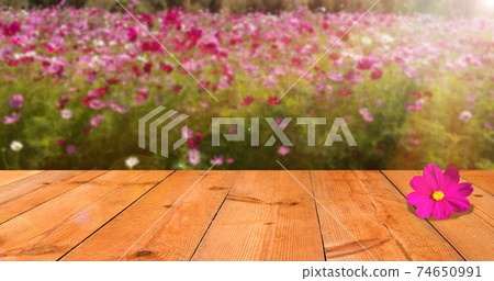 perspective wooden board over blurred flower garden perspective wooden board over blurred flower garden 74650991