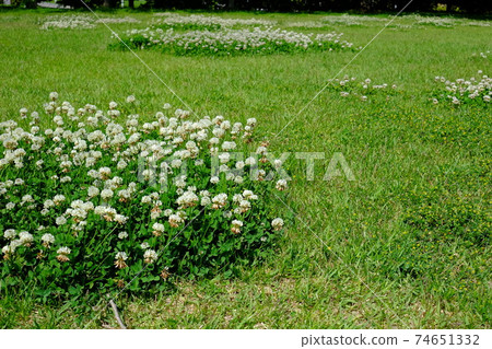 Lawn and clover waiting for reaping Lawn and clover waiting for reaping 74651332