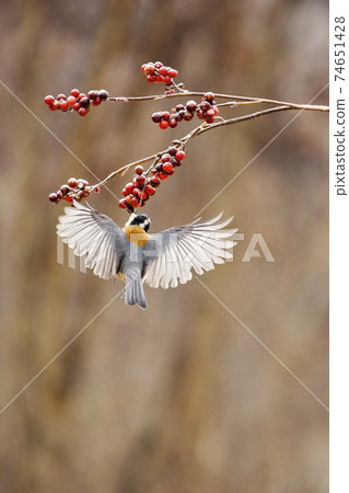 赤腹山雀 74651428