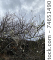 Flowers in full bloom Flowers in full bloom 74651490