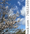 Freshness of plums in full bloom Freshness of plums in full bloom 74651499