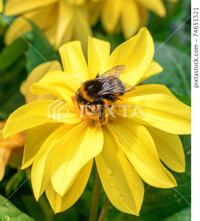 Bumble bees sucking nectar from the blossom of Maximilian Sunflower, Helianthus maximiliani. Bumble bees sucking nectar from the blossom of Maximilian Sunflower, Helianthus maximiliani. 74651521