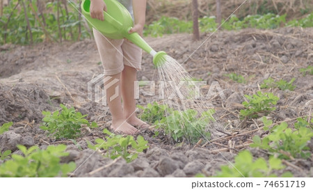Asian little child boy preschool growing to learn watering the plant tree outside. Kid planting and waters vegetables on garden, Forestry environments concept 74651719