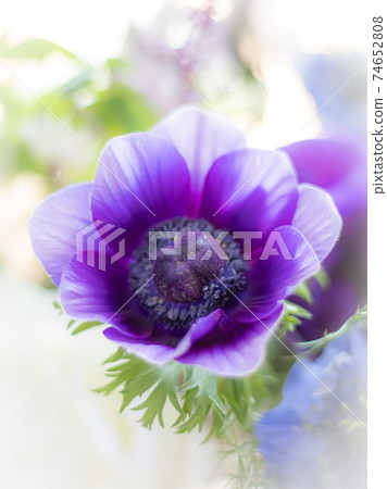 Flower arrangement of anemone Flower arrangement of anemone 74652808
