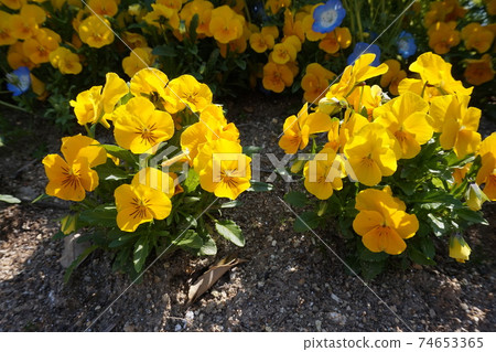 Spring Flower Field 74653365