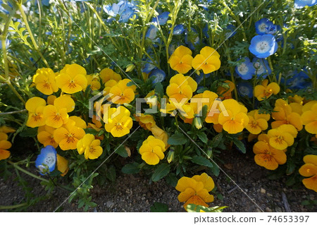 Nemophila 74653397
