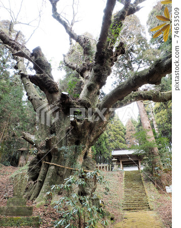 Japanese zelkova, the sacred tree of Paddy Mountain Hachimansha Japanese zelkova, the sacred tree of Paddy Mountain Hachimansha 74653509