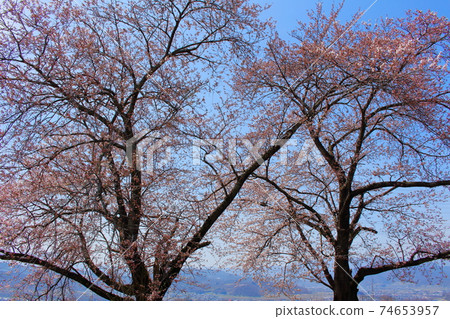 Beautiful cherry blossoms part 2102: Shikishi woven by flowers and plants part 2102 Beautiful cherry blossoms part 2102: Shikishi woven by flowers and plants part 2102 74653957