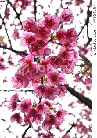 Hikanzakura flowers in Amami Oshima 74654267