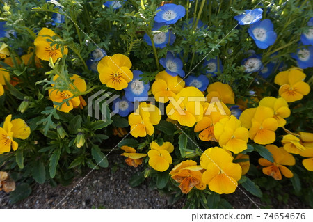 Spring Flower Field Spring Flower Field 74654676