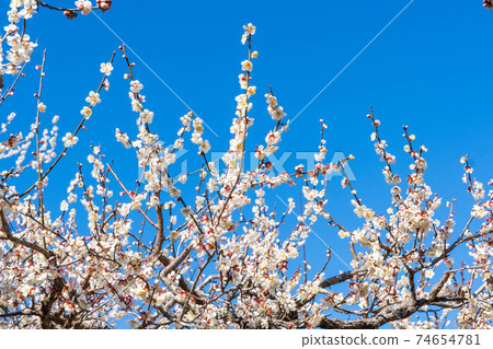 岩本山公園的梅林 岩本山公園的梅林 74654781