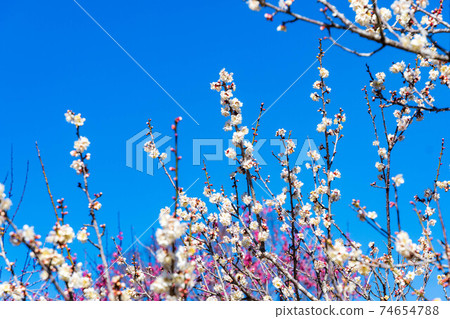 岩本山公園的梅林 岩本山公園的梅林 74654788