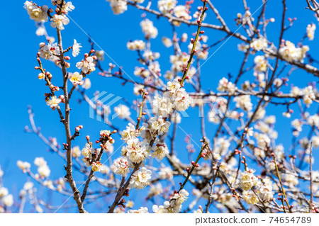 岩本山公園的梅林 岩本山公園的梅林 74654789