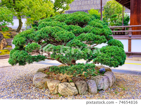 Pine trees at Otani Hombyo, Kyoto Pine trees at Otani Hombyo, Kyoto 74654816