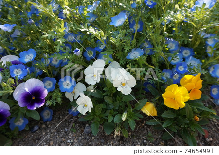 Spring Flower Field 74654991