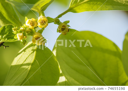 Early summer colors-Persimmon flowers, fresh green landscape of persimmon flowers and young leaves Early summer colors-Persimmon flowers, fresh green landscape of persimmon flowers and young leaves 74655198