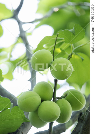 Early summer colors-Plums, fresh green landscapes of plum fruits and young leaves 74655199