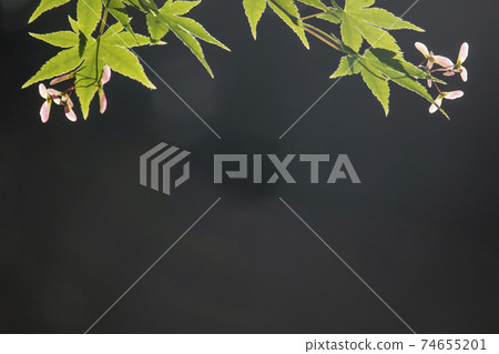 Early summer colors-Maple 2, young leaves of Japanese maple and red feather landscape of seeds 74655201
