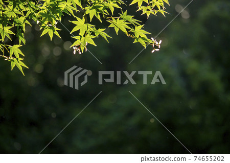 Early summer colors-Maple, young leaves of Japanese maple and red feather landscape of seeds 74655202