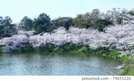 大阪鶴見琉球公園櫻花景觀 大阪鶴見琉球公園櫻花景觀 74655226