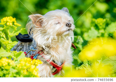 A dog that takes a deep breath A dog that takes a deep breath 74655696