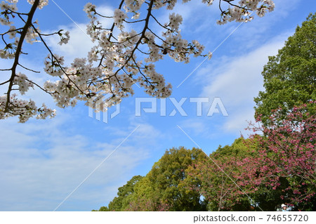Blue sky, trees and cherry blossoms 74655720