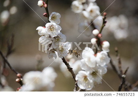 White plum and flying bee White plum and flying bee 74655723
