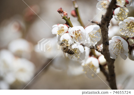 Bees working with white plums 74655724