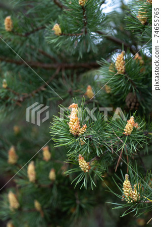 Pine buds. A new sprout on a pine branch. Shallow DOF macro Pine buds. A new sprout on a pine branch. Shallow DOF macro 74655765