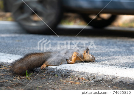 A dead squirrel lies on the road, just been killed by a car 74655830