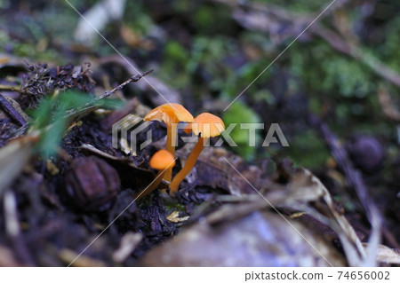 Rickenella fibula：三種蘑菇，在森林腐殖質，幼蟲和完整蘑菇中用一把雨傘 74656002