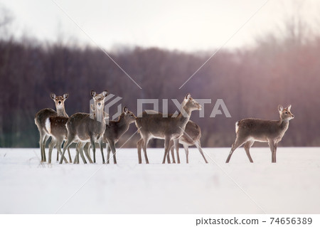 Ezo deer sunset Hokkaido 74656389