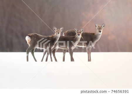 蝦夷鹿日落北海道 蝦夷鹿日落北海道 74656391