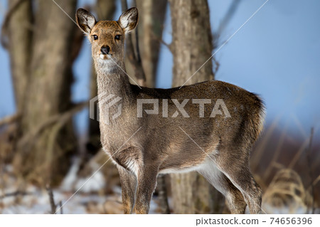 Ezo deer sunset Hokkaido Ezo deer sunset Hokkaido 74656396