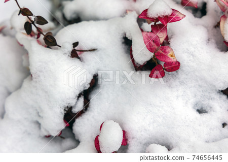 The thaw and red leaves that signal the arrival of spring 74656445