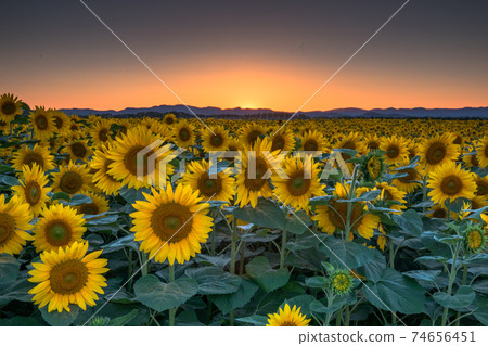 Sunflower field in the setting sun Sunflower field in the setting sun 74656451