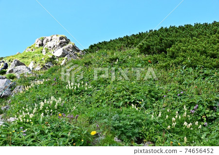 白馬山頂附近的夏日風景 74656452