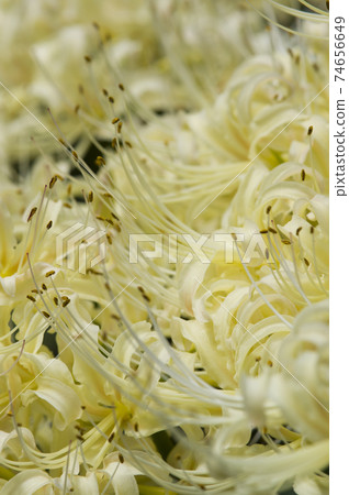 White flowers of Shirobana Manjushage are in bloom. The scientific name is Lycoris albiflora. White flowers of Shirobana Manjushage are in bloom. The scientific name is Lycoris albiflora. 74656649