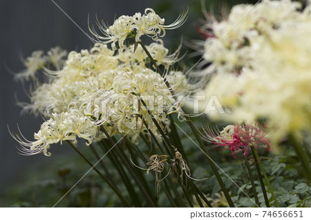 White flowers of Shirobana Manjushage are in bloom. The scientific name is Lycoris albiflora. White flowers of Shirobana Manjushage are in bloom. The scientific name is Lycoris albiflora. 74656651