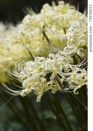 White flowers of Shirobana Manjushage are in bloom. The scientific name is Lycoris albiflora. White flowers of Shirobana Manjushage are in bloom. The scientific name is Lycoris albiflora. 74656652