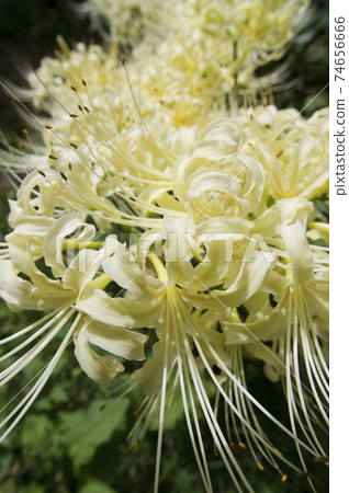 White flowers of Shirobana Manjushage are in bloom. The scientific name is Lycoris albiflora. White flowers of Shirobana Manjushage are in bloom. The scientific name is Lycoris albiflora. 74656666