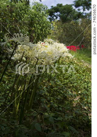 White flowers of Shirobana Manjushage are in bloom. The scientific name is Lycoris albiflora. White flowers of Shirobana Manjushage are in bloom. The scientific name is Lycoris albiflora. 74656670
